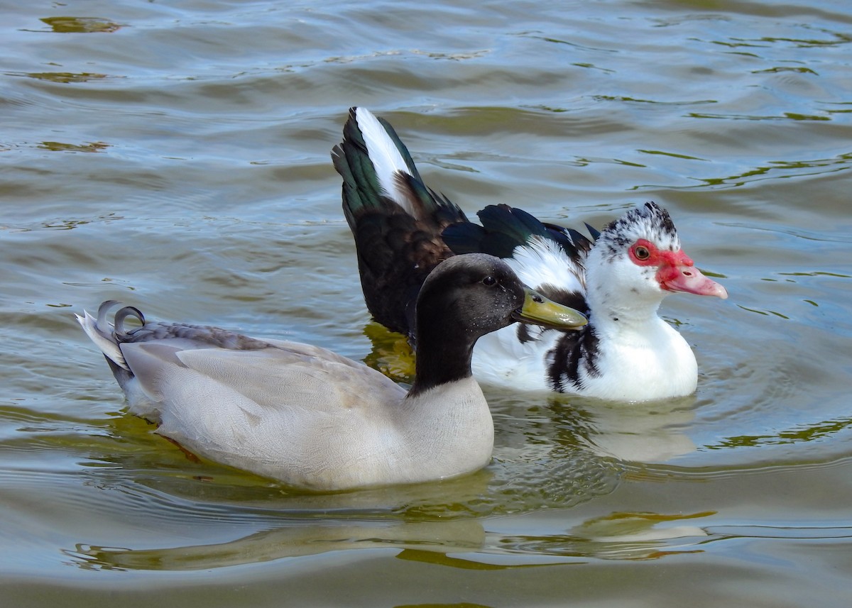 Mallard (Domestic type) - ML432392731