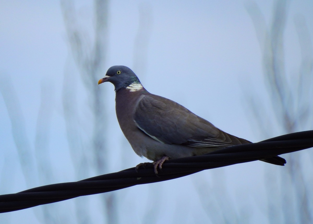 Common Wood-Pigeon - ML432392871