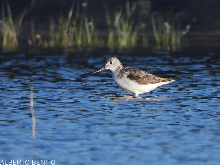 Common Greenshank - ML432393381