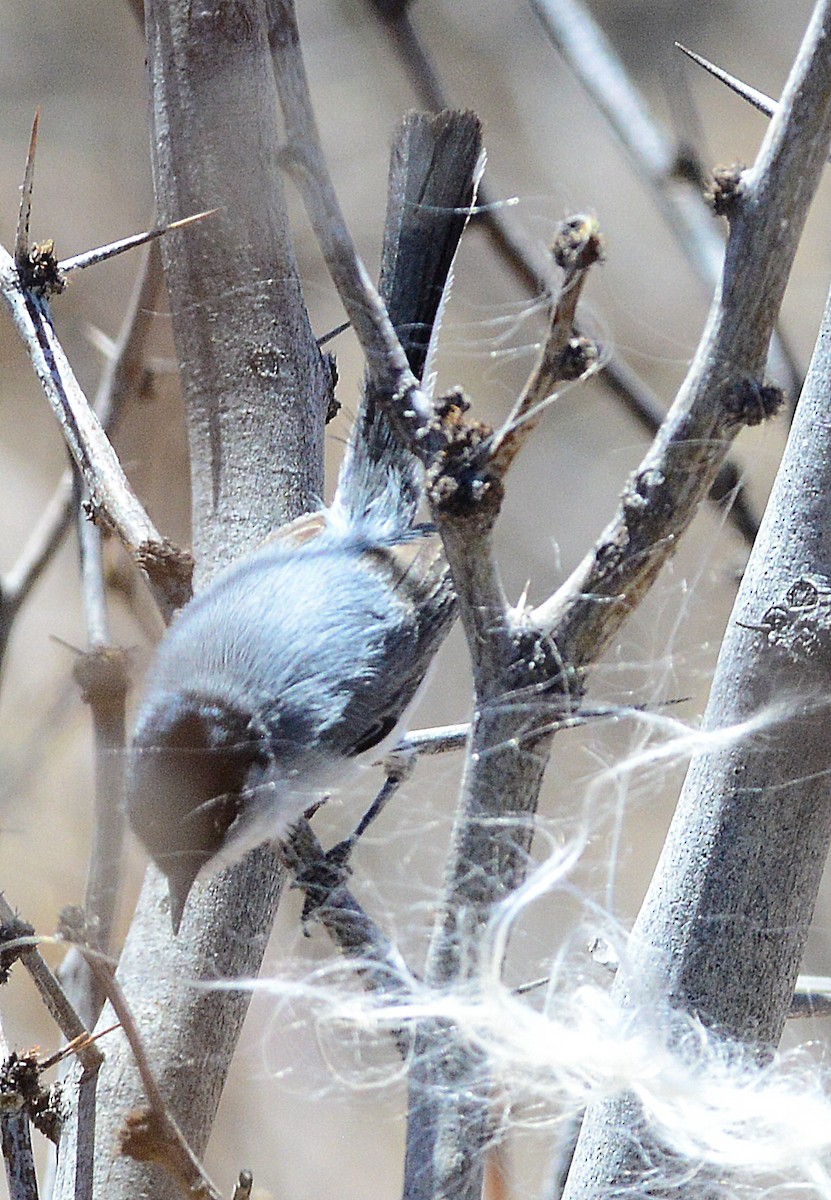 Black-tailed Gnatcatcher - Vicki Buchwald