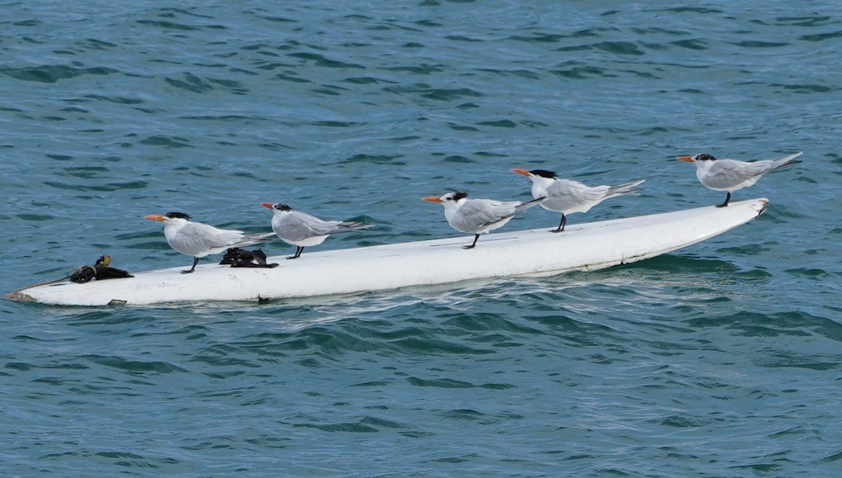 Royal Tern - ML432397361