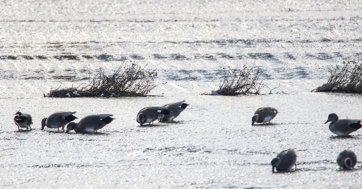 Gadwall - ML43239791