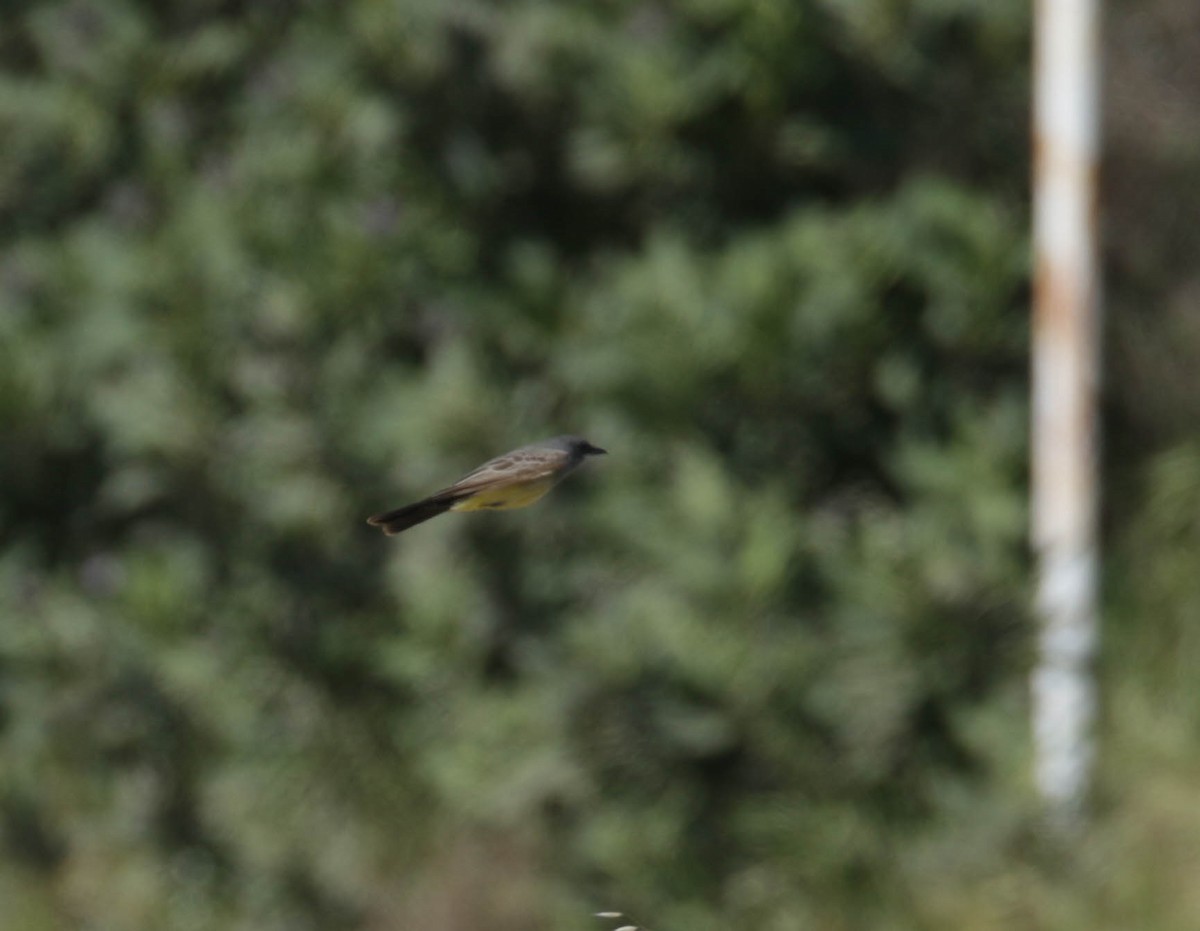 Cassin's Kingbird - ML432400021