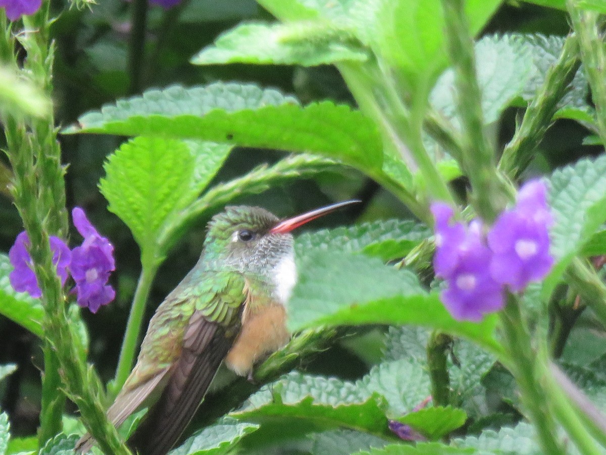 Amazilia Hummingbird - ML432401581