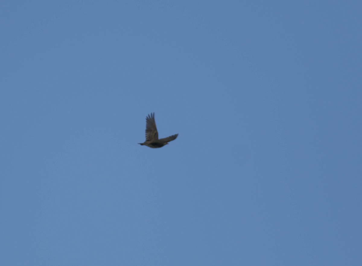 Red-winged Blackbird - ML432402001