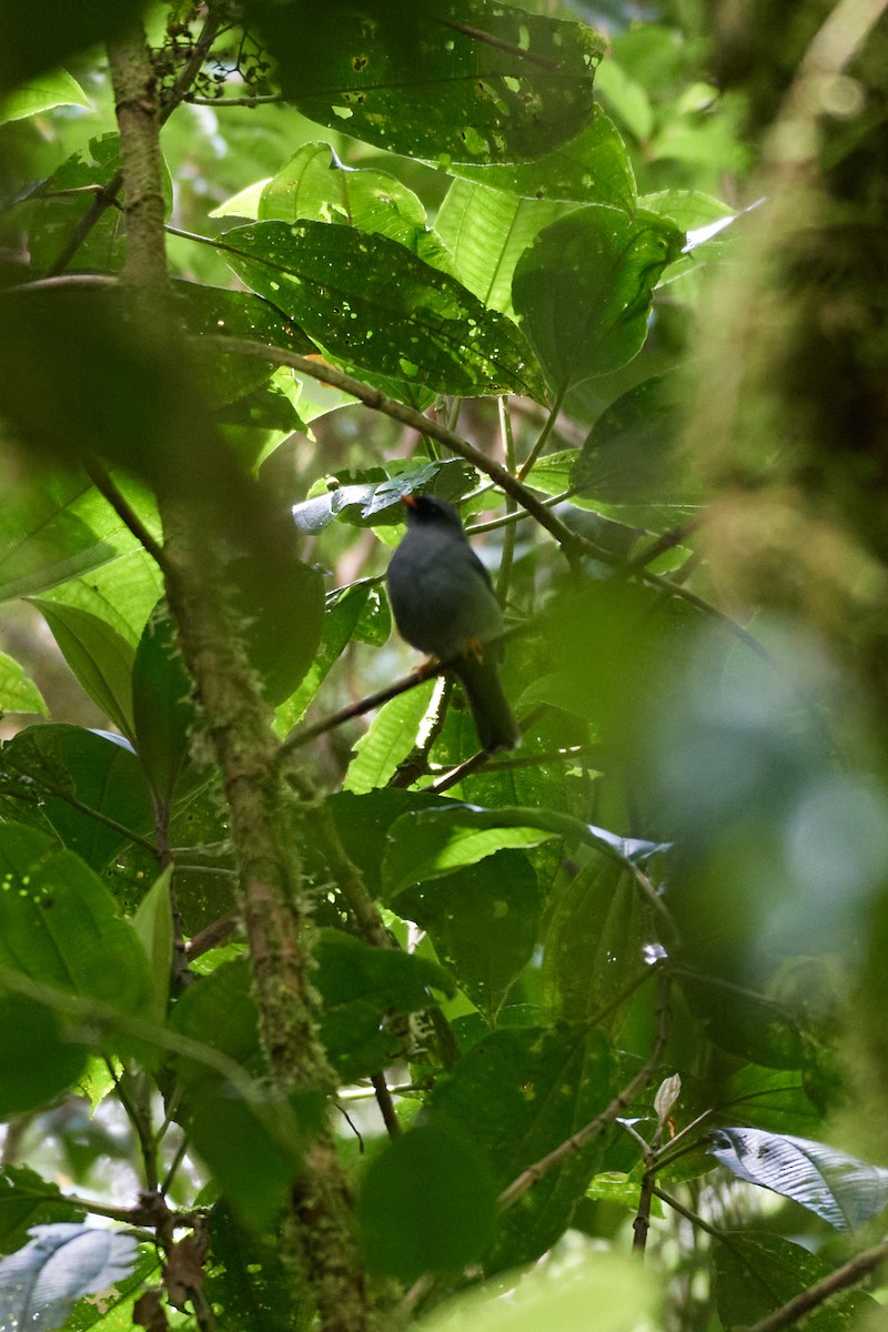 Black-faced Solitaire - ML432402301