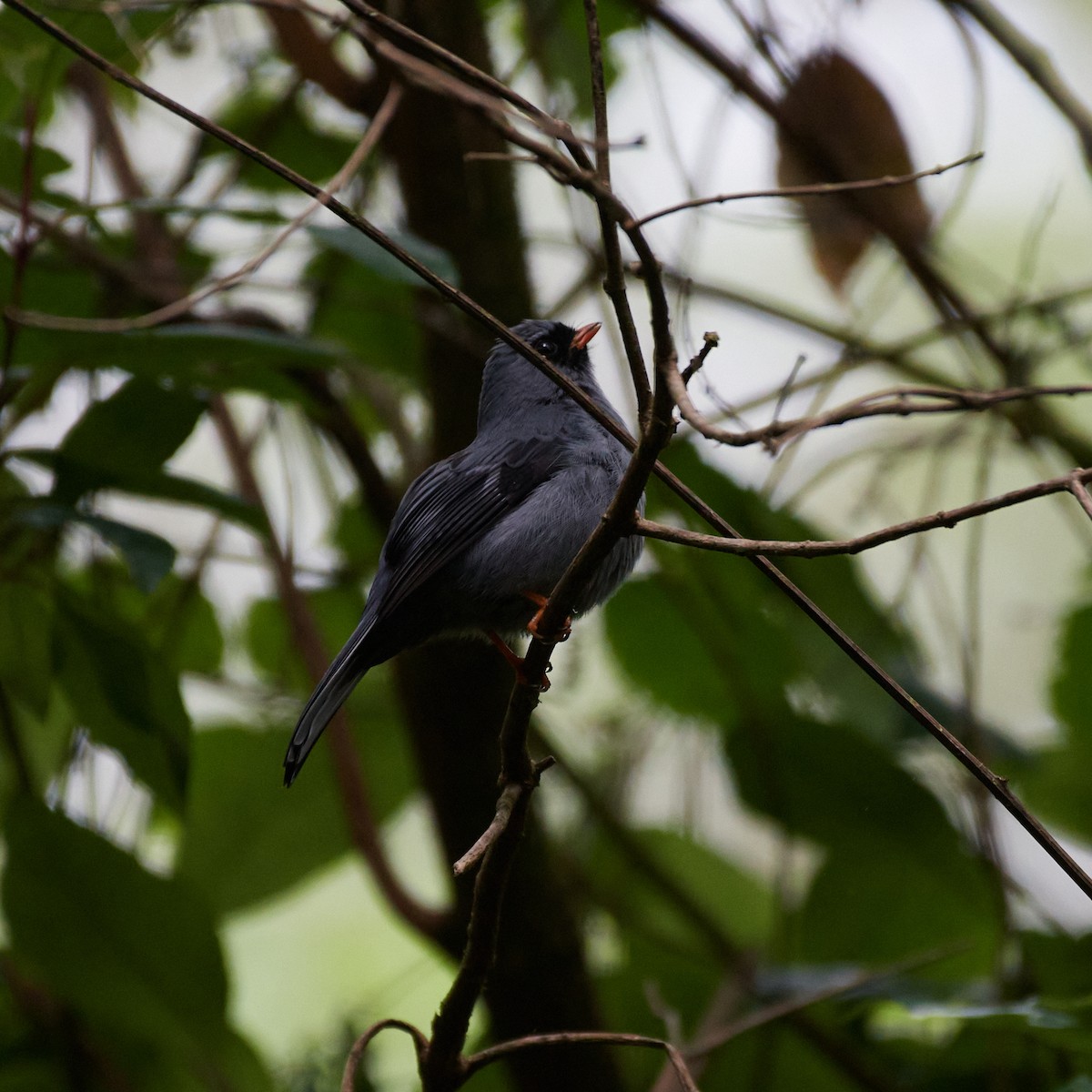 Black-faced Solitaire - ML432402311