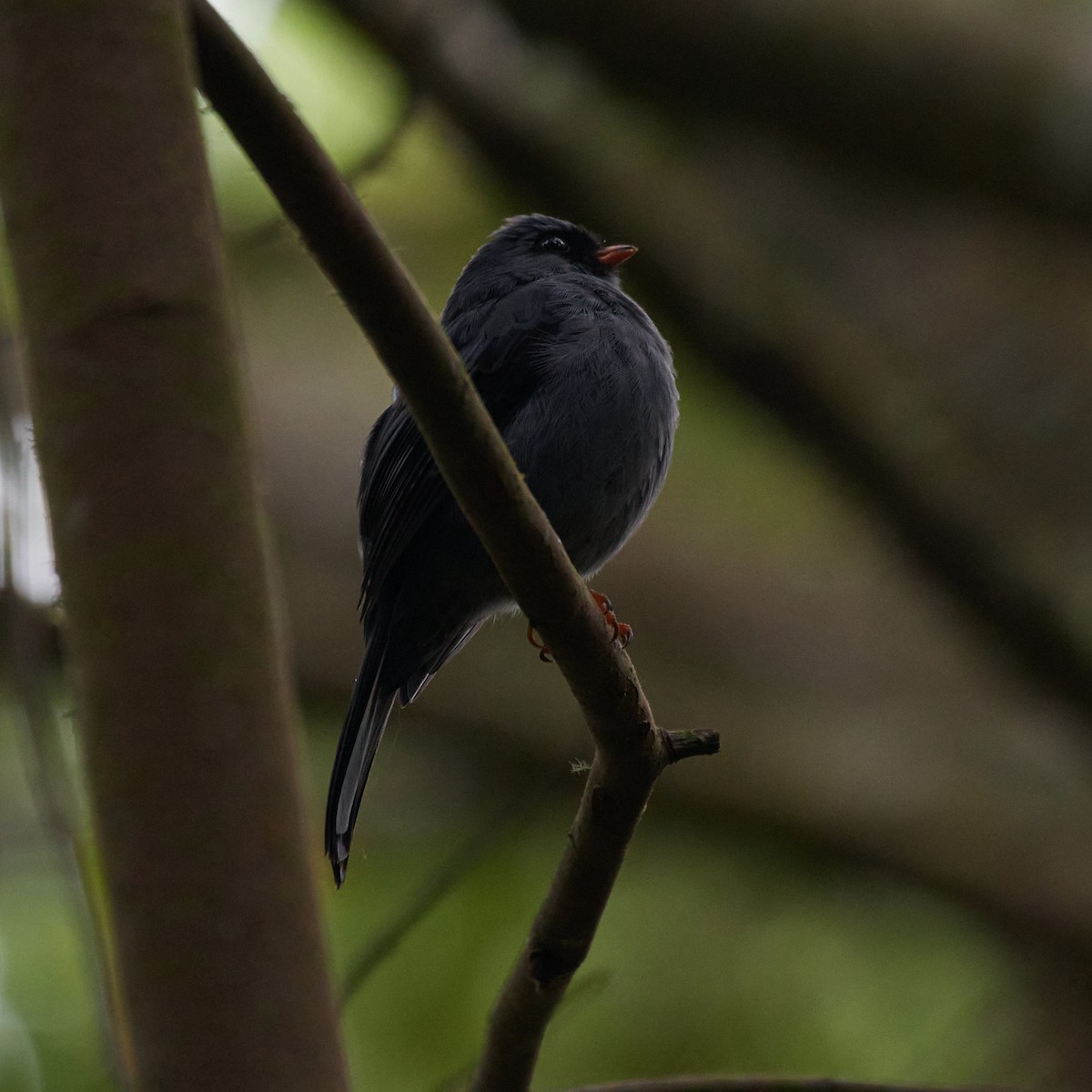 Black-faced Solitaire - ML432402321