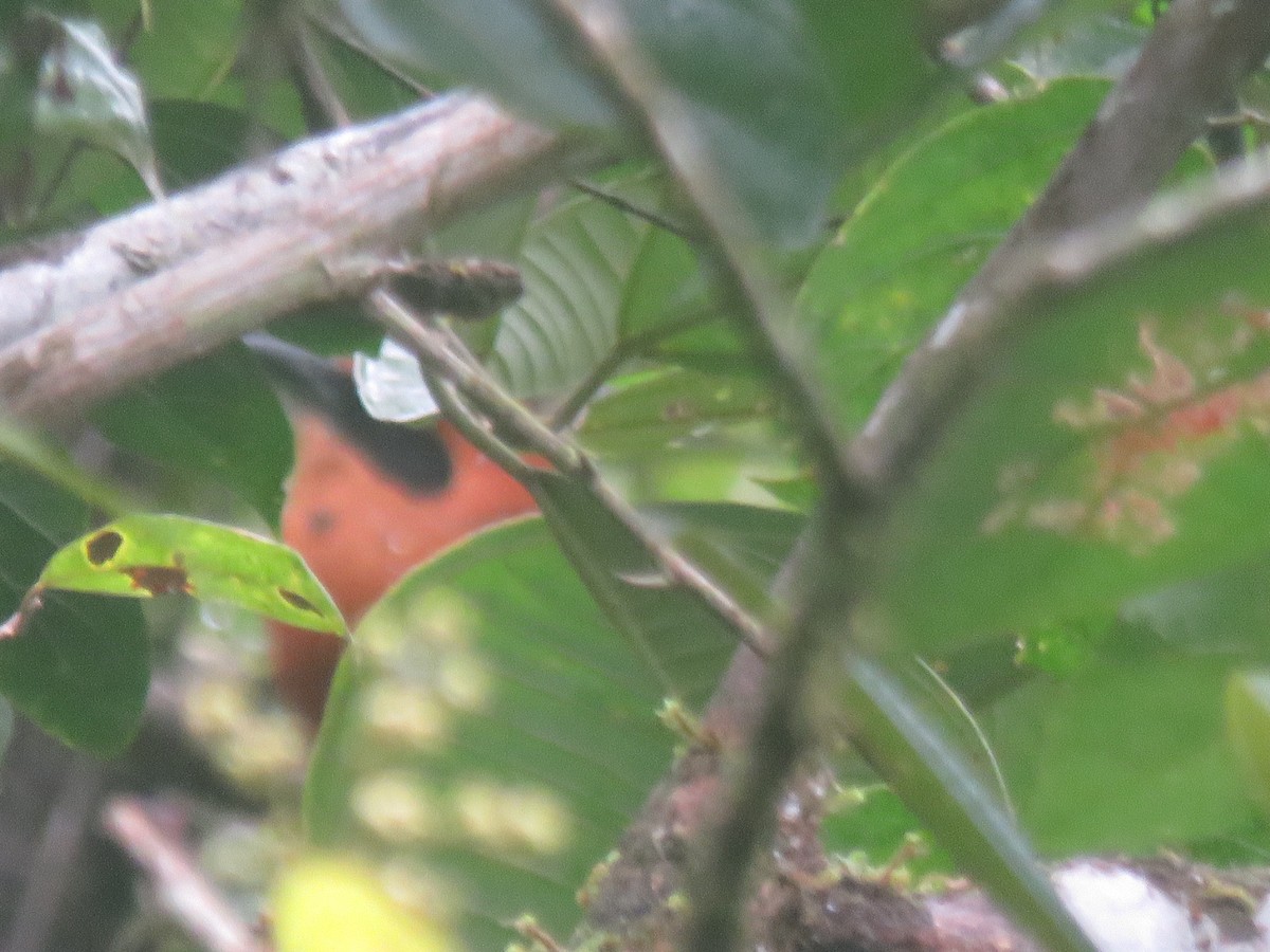 Rufous Motmot - ML432402981