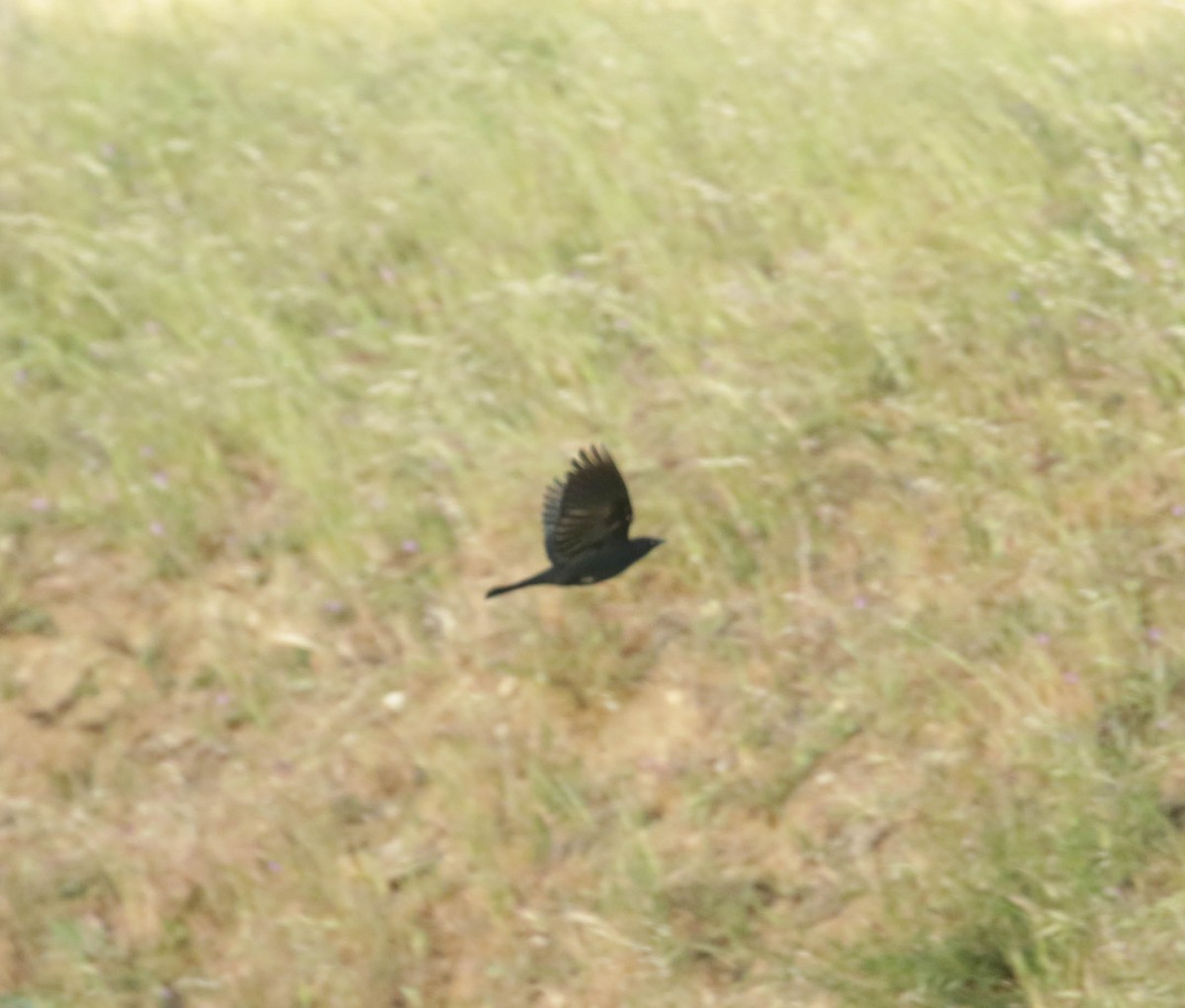 Brewer's Blackbird - ML432404951