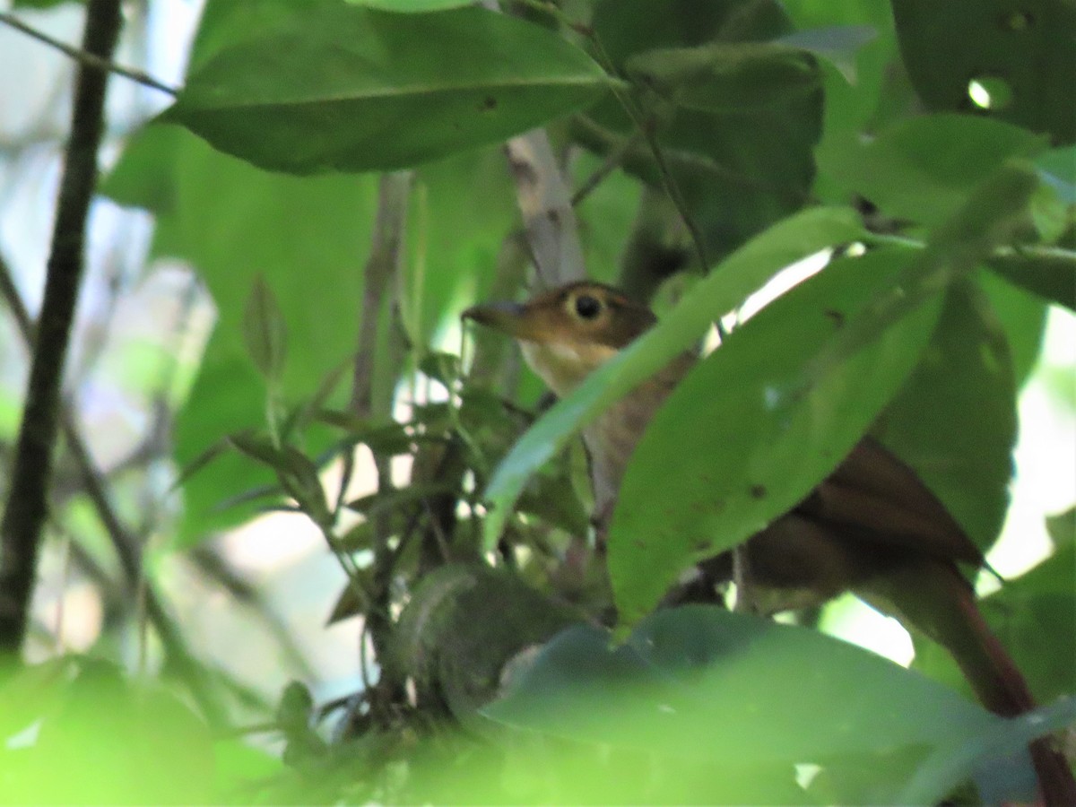 Chiriqui Foliage-gleaner - ML432405671