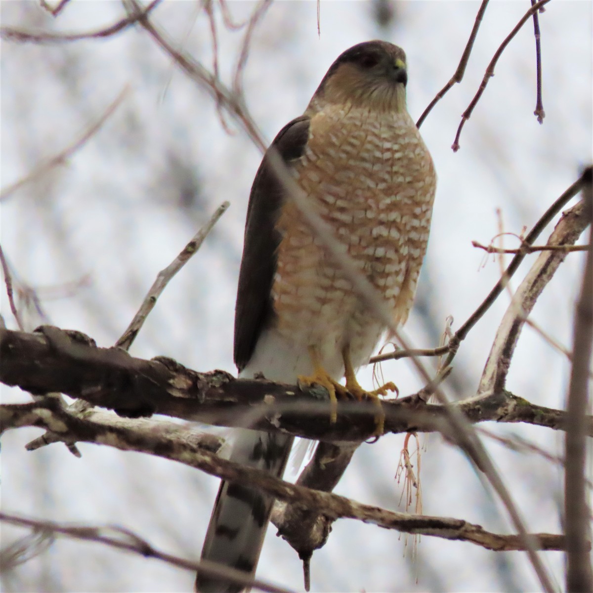 Sharp-shinned Hawk - ML432406671