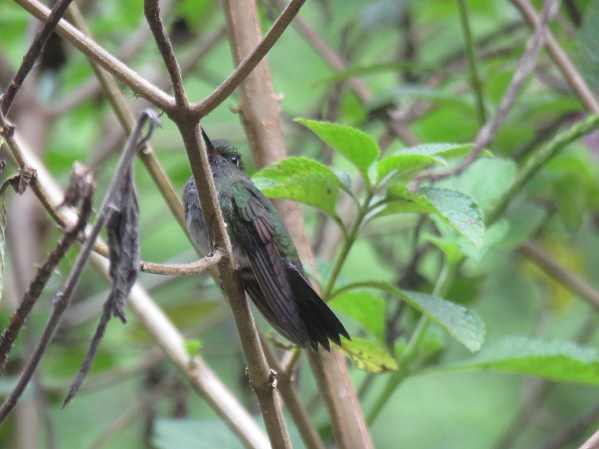 Greenish Puffleg - ML432406951