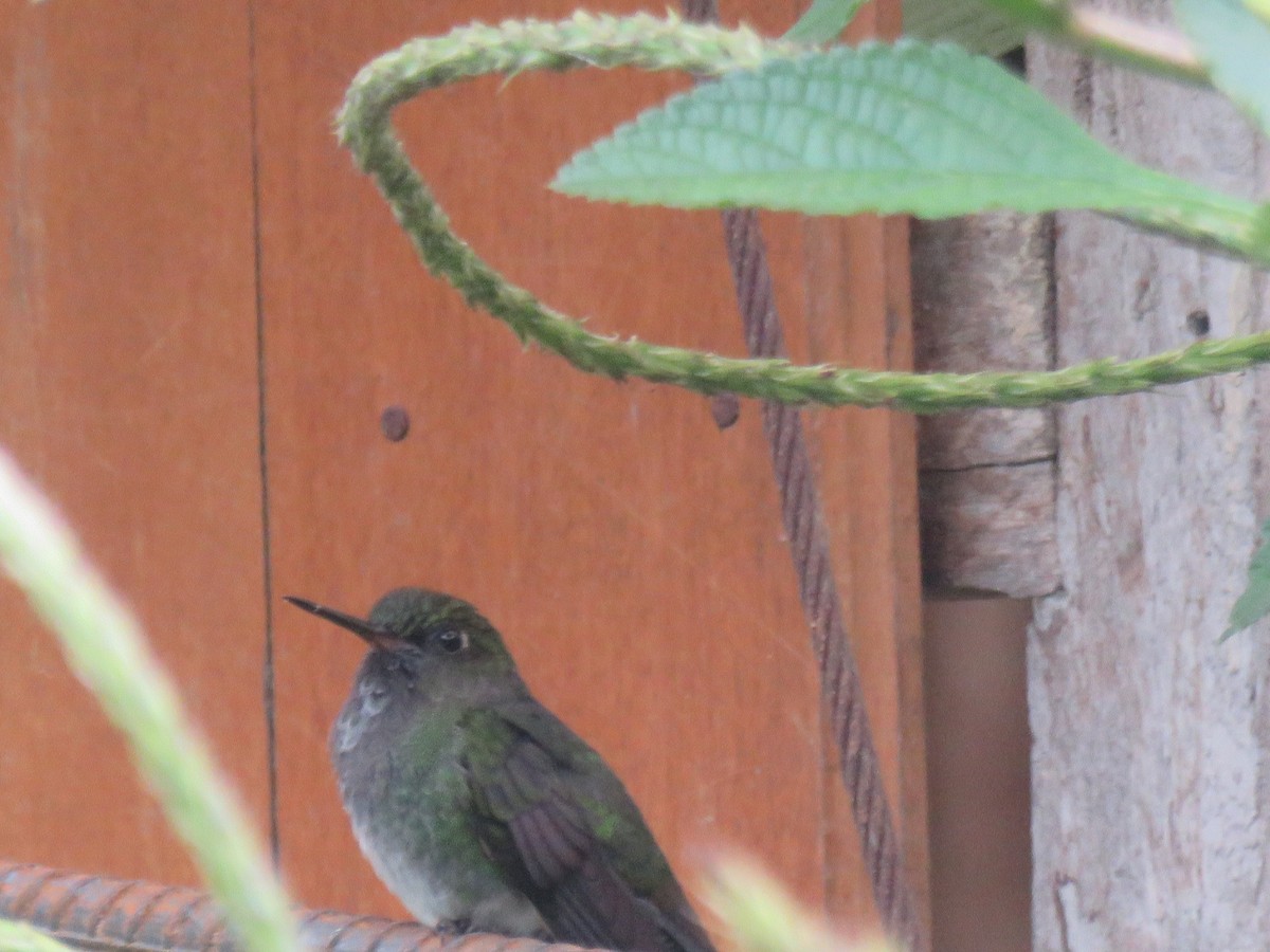 Greenish Puffleg - ML432406981