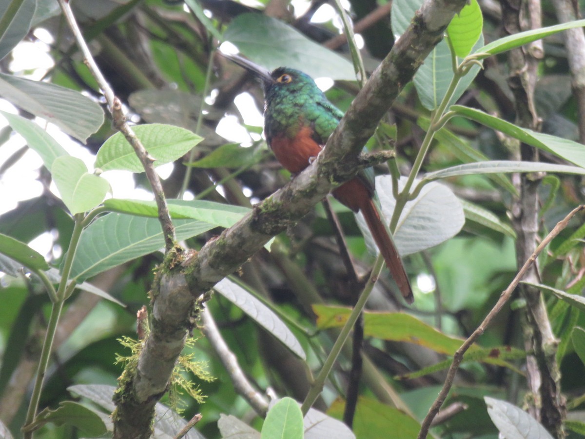 Coppery-chested Jacamar - Walter Agustin  Gaona Abad