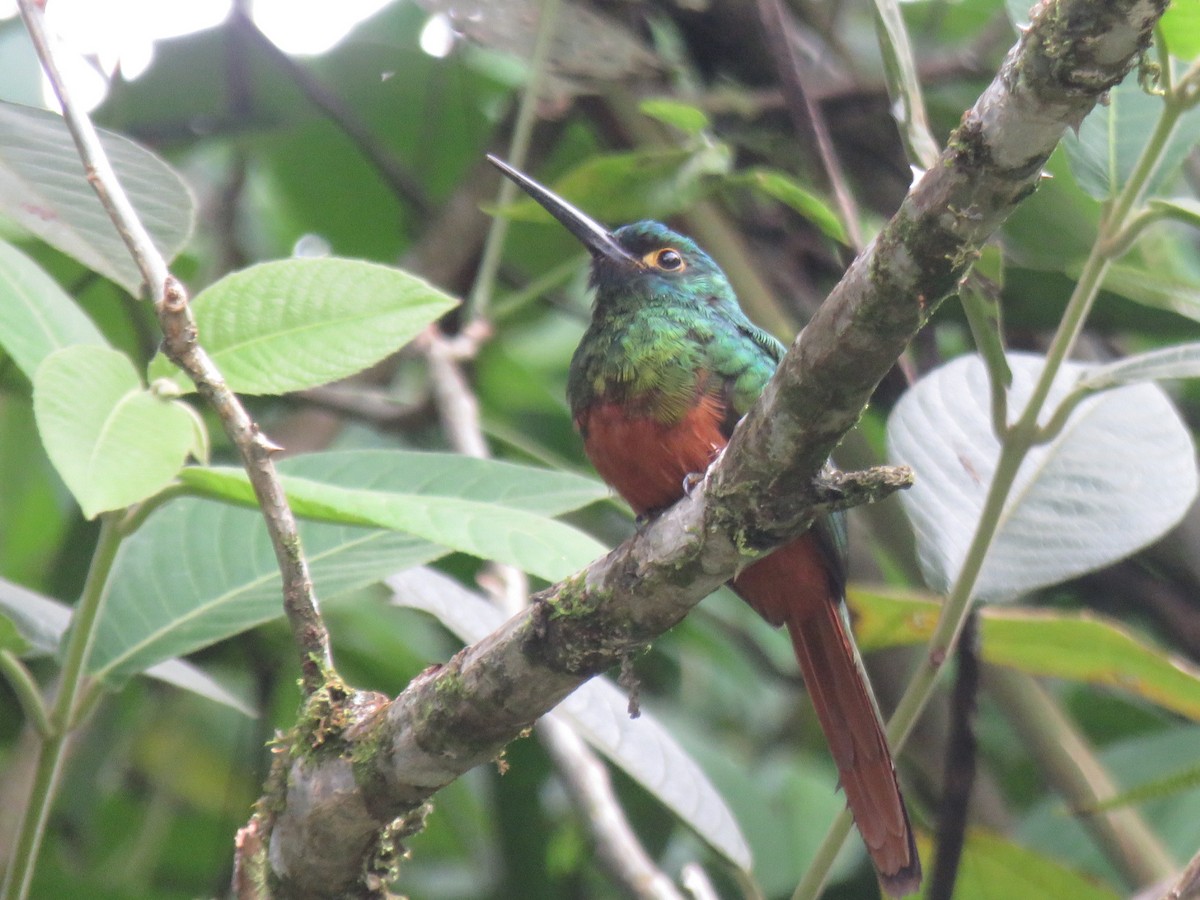 Coppery-chested Jacamar - ML432407301