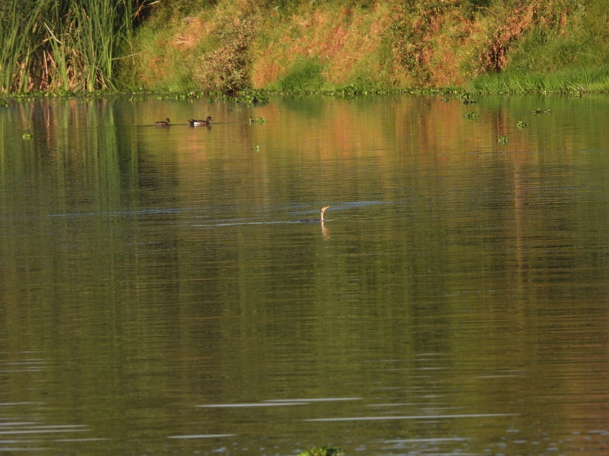 Neotropic Cormorant - ML432407861