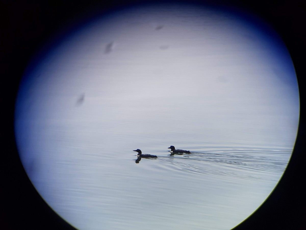 Common Loon - ML432408441