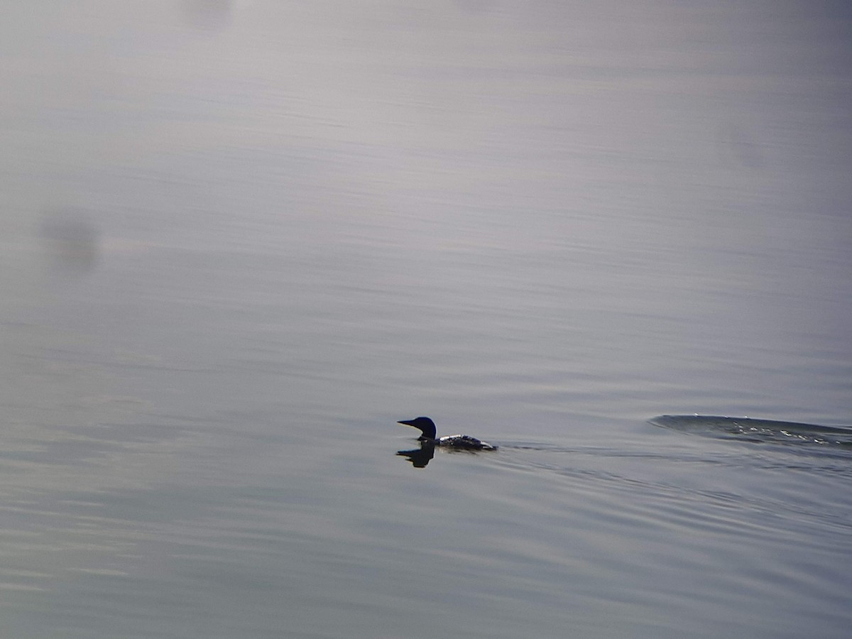 Plongeon huard - ML432408451