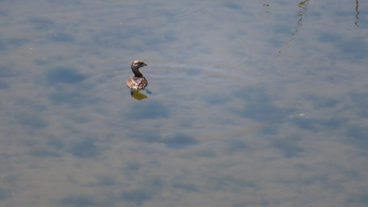 Pied-billed Grebe - ML432408811