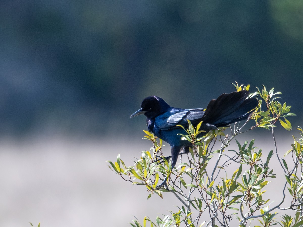 Boat-tailed Grackle - T I