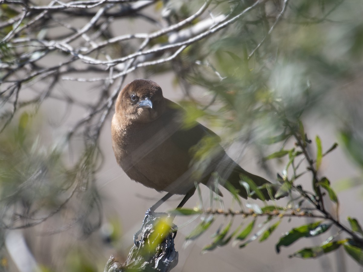 Boat-tailed Grackle - T I