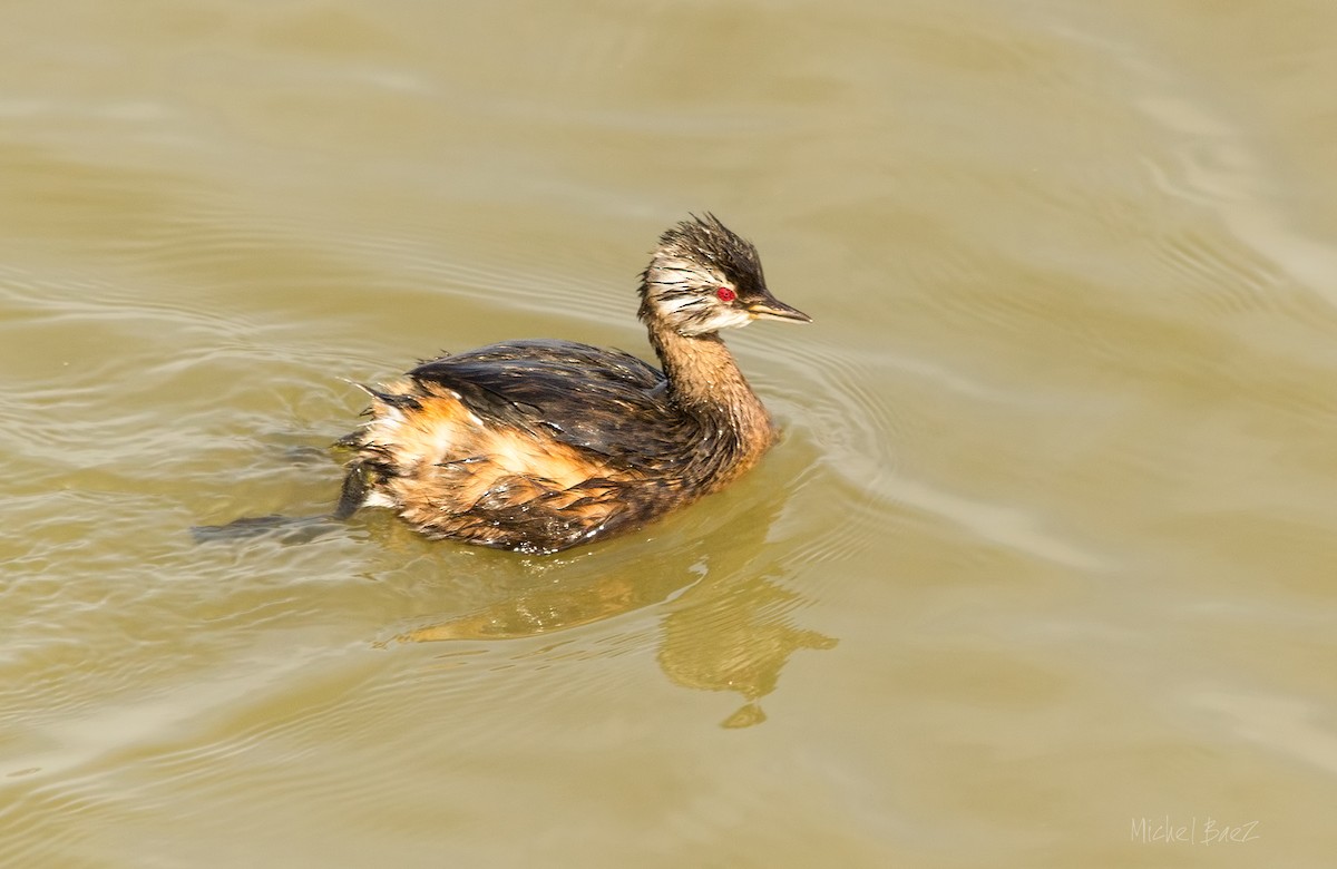 White-tufted Grebe - ML432410361