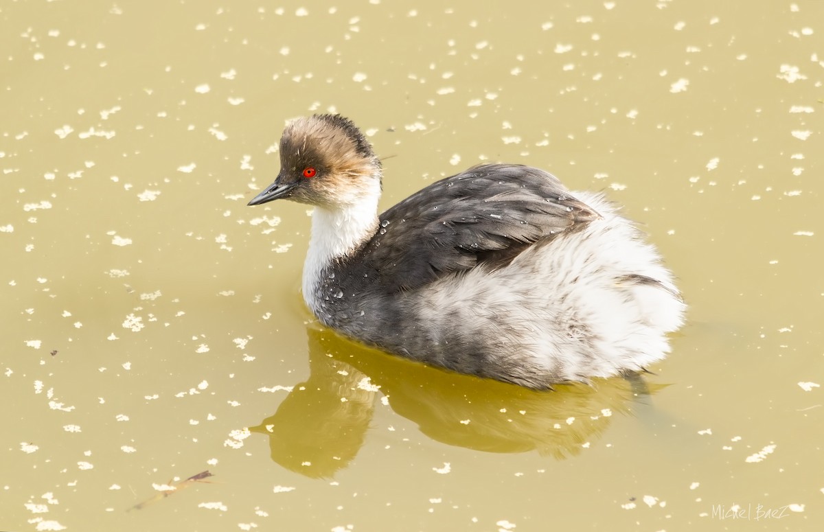 Silvery Grebe - ML432410401