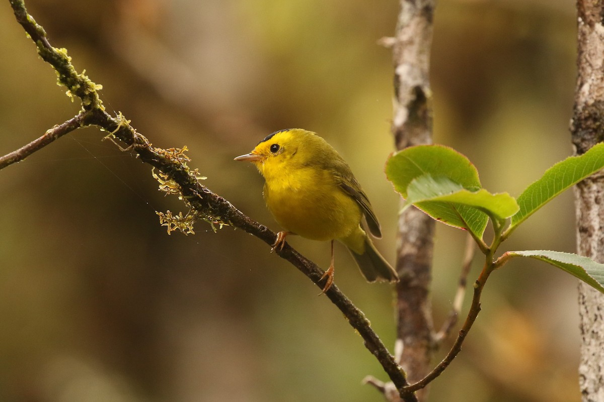 Wilson's Warbler - John and Milena Beer