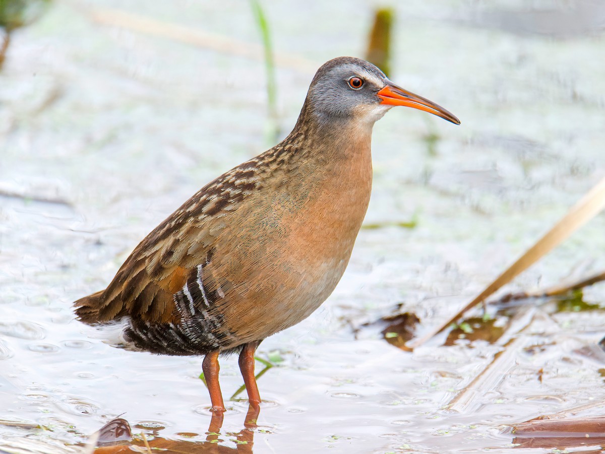 Virginia Rail - ML432414251