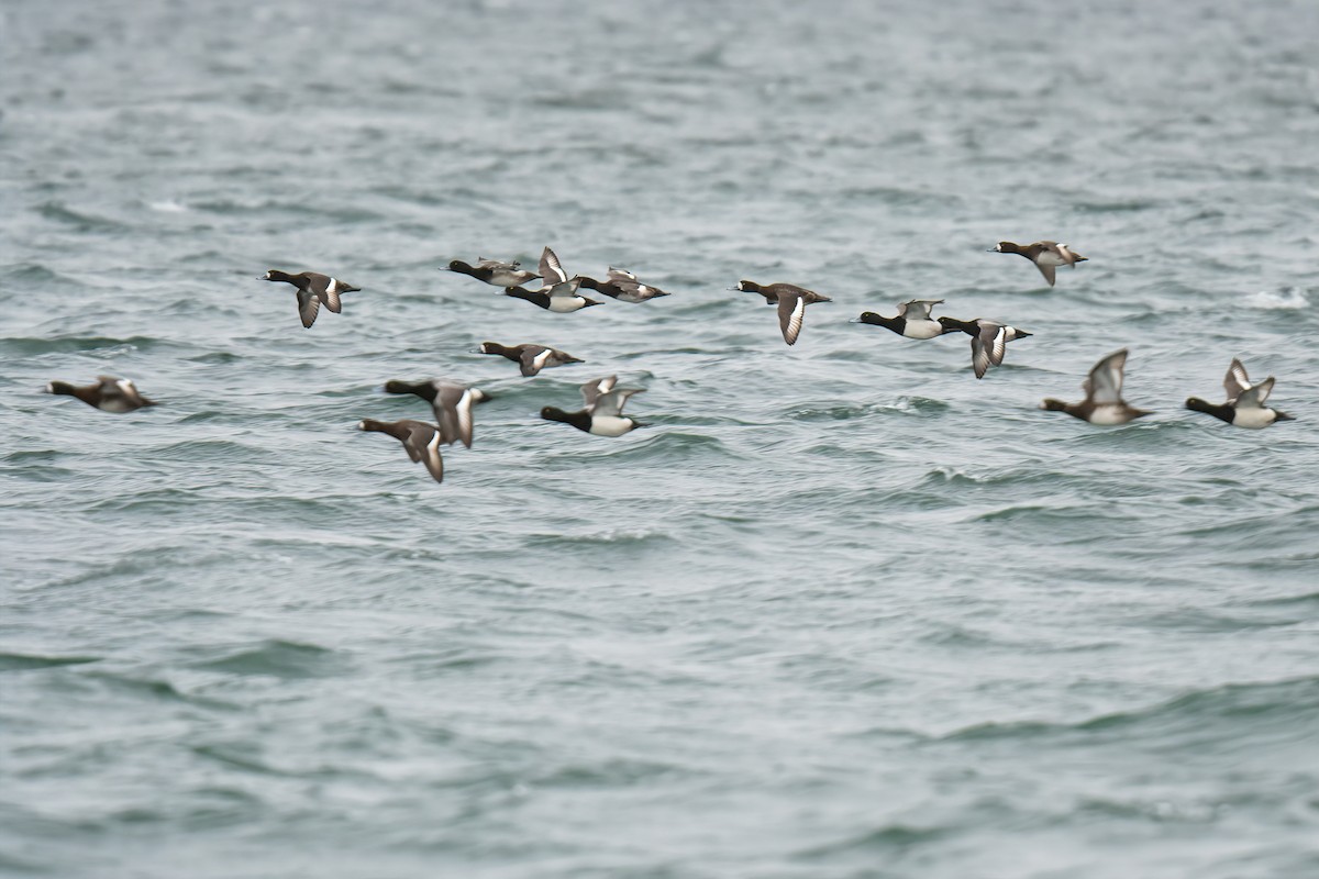 Greater Scaup - ML432415491