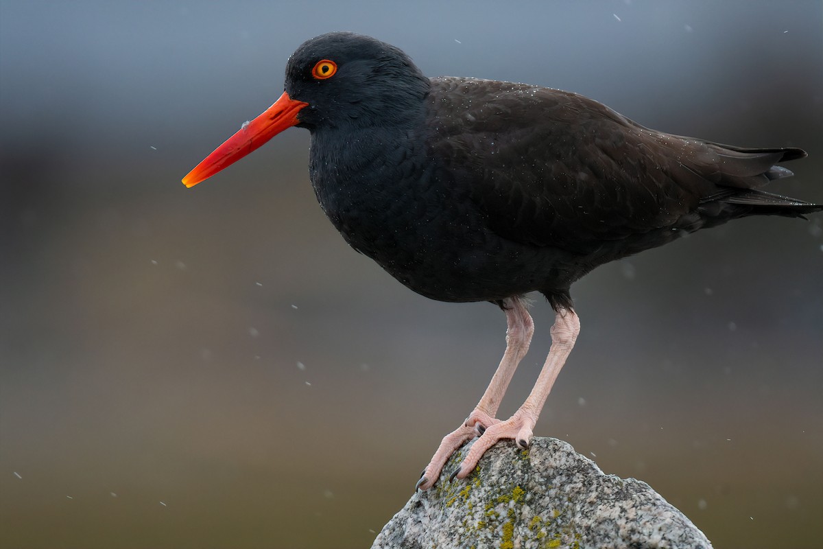 Black Oystercatcher - Connor Bowhay