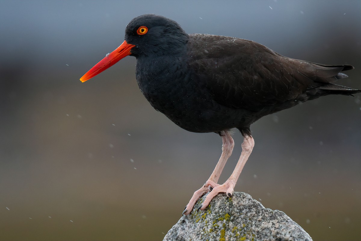 Black Oystercatcher - ML432415631