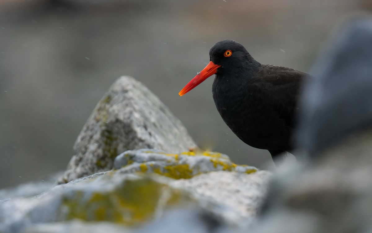 Black Oystercatcher - ML432415641