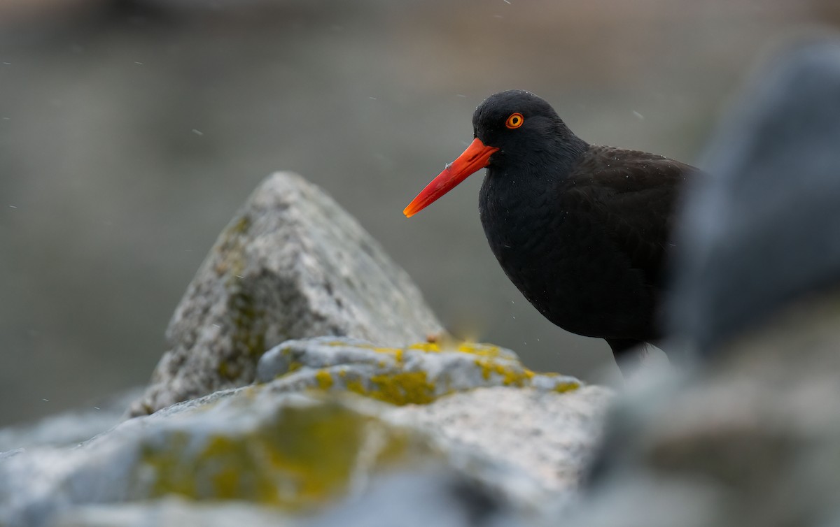 Black Oystercatcher - Connor Bowhay
