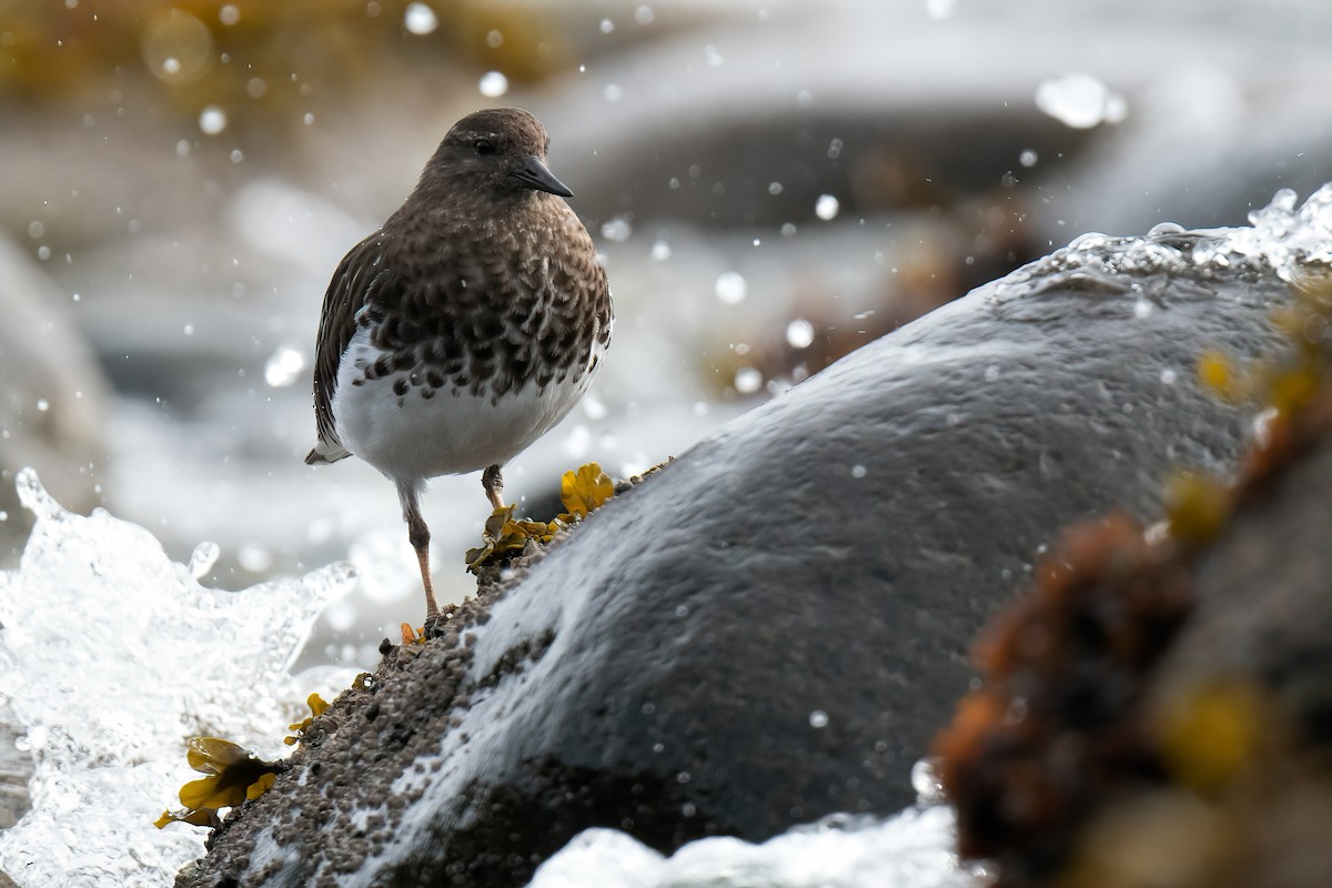 Black Turnstone - Connor Bowhay