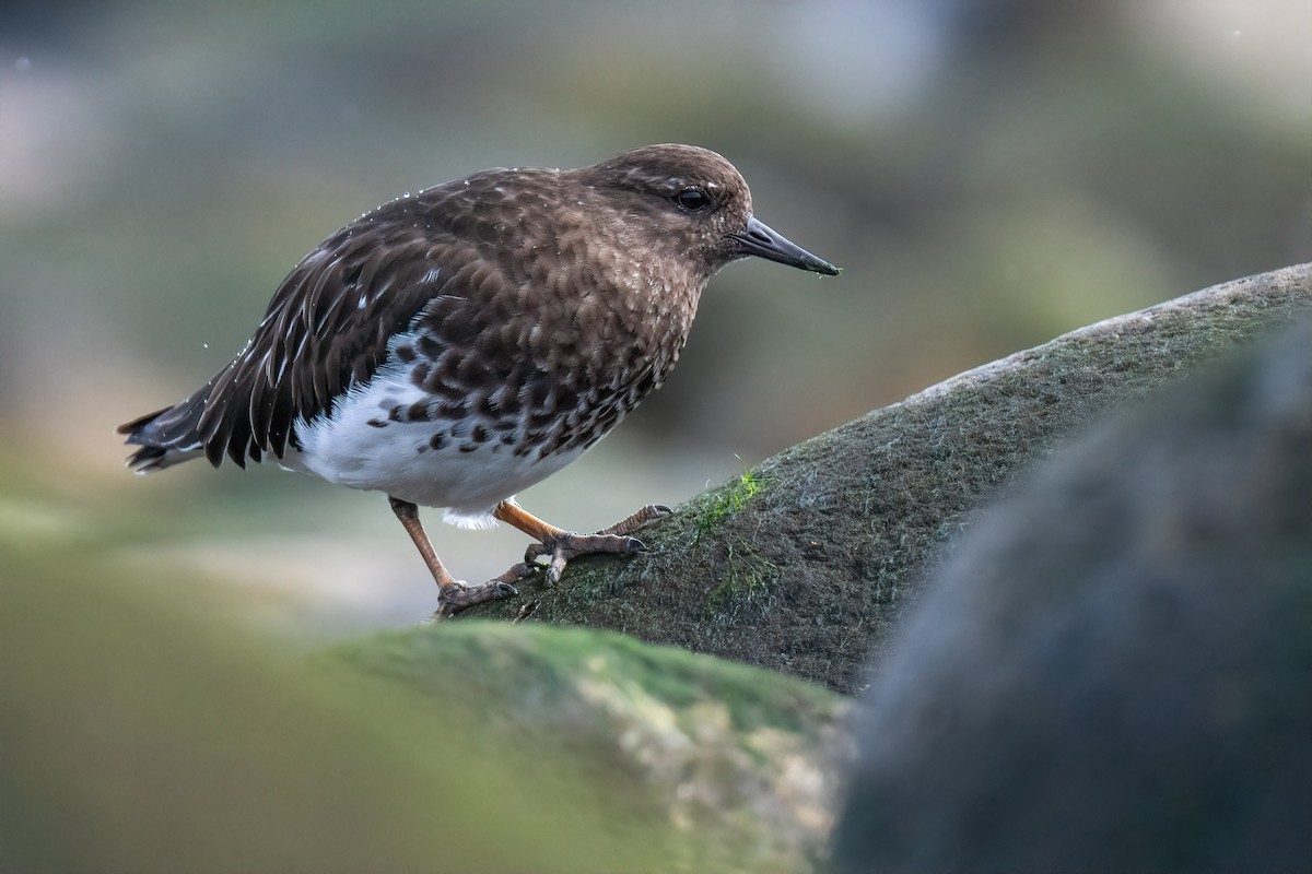 Black Turnstone - ML432415761