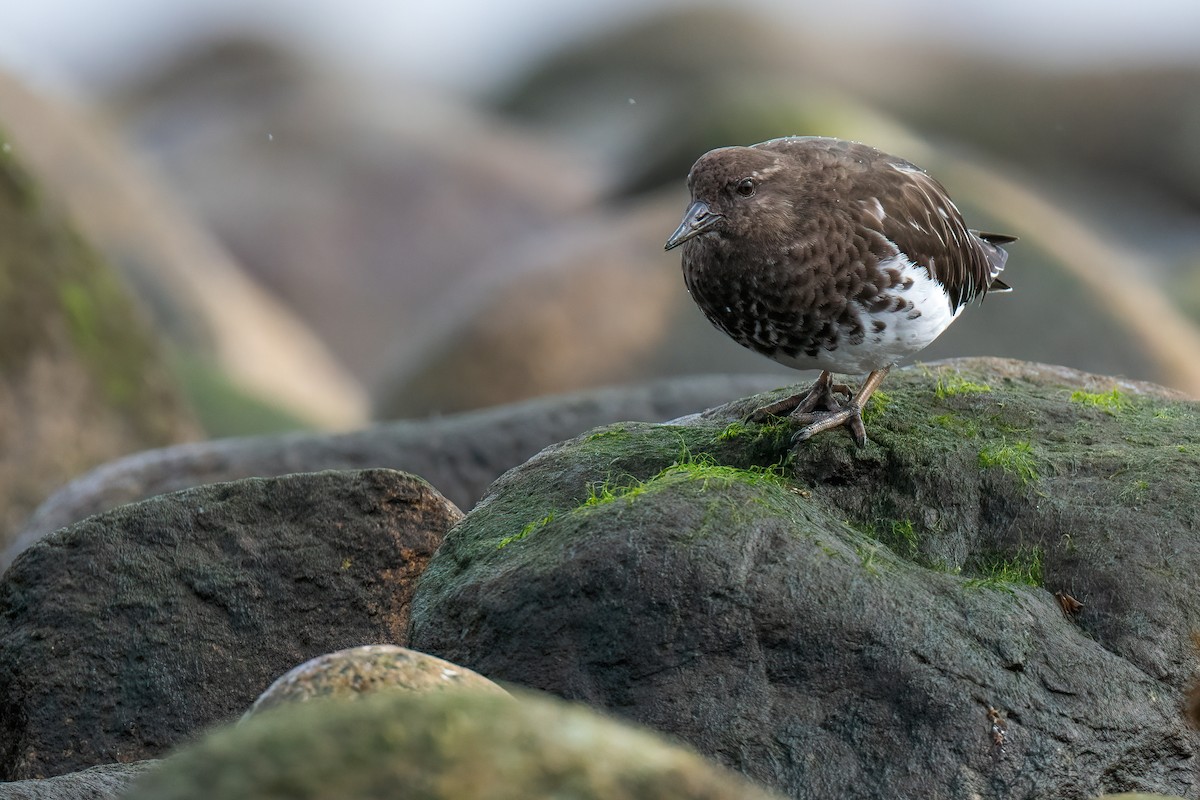 Black Turnstone - ML432415801
