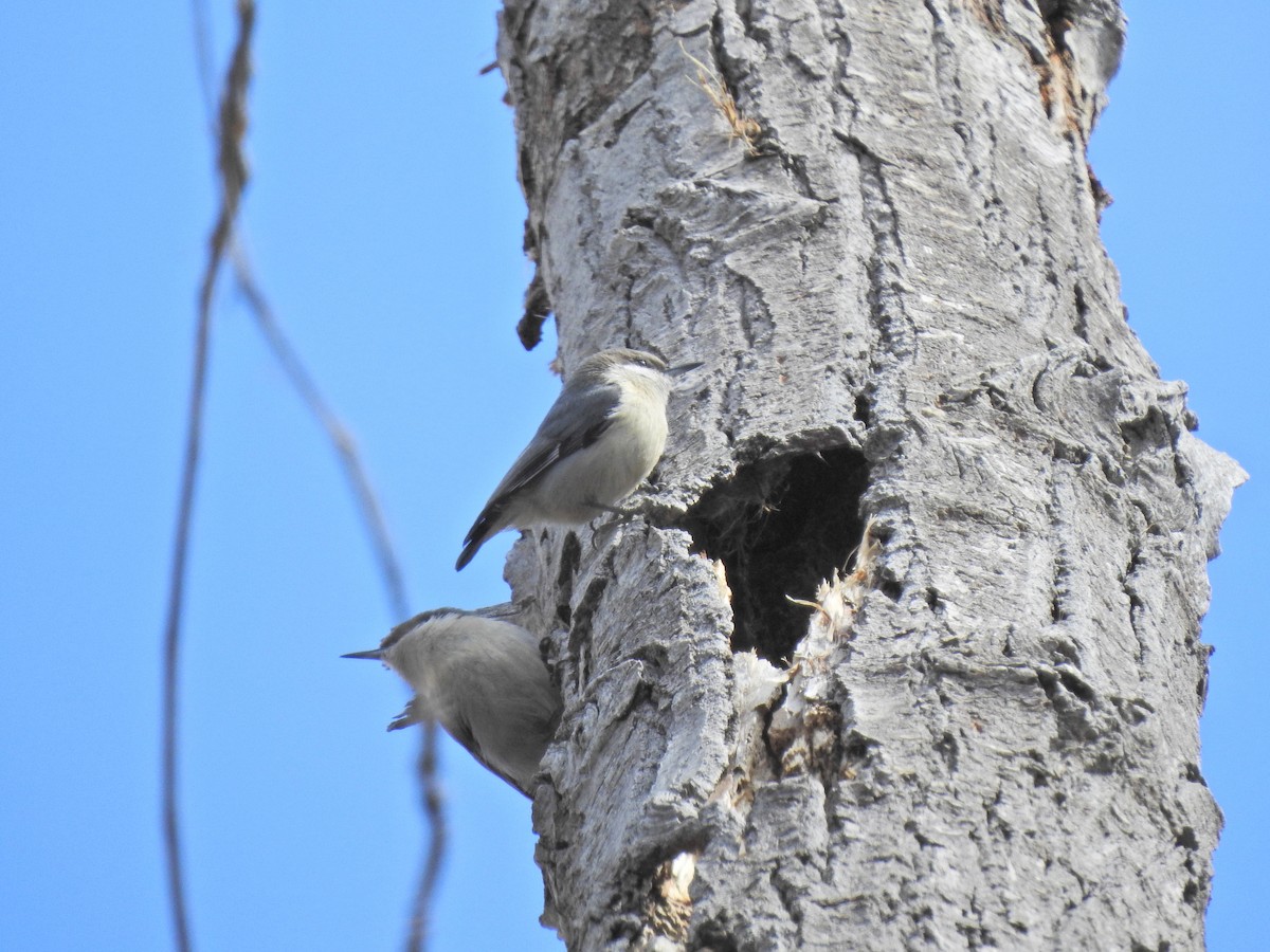 Pygmy Nuthatch - ML432415841