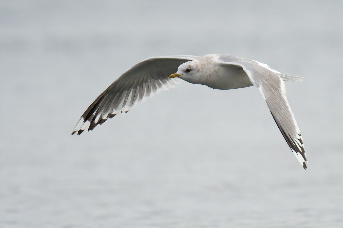 Short-billed Gull - Connor Bowhay