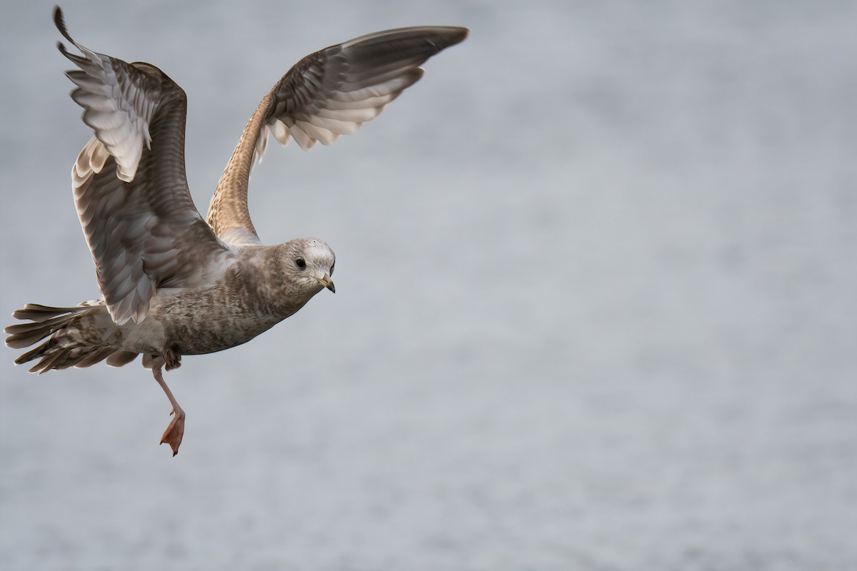 Short-billed Gull - Connor Bowhay