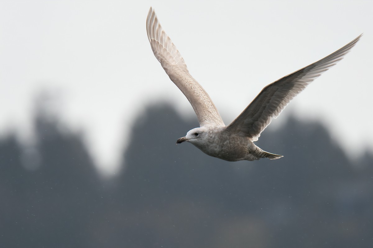 Glaucous-winged Gull - Connor Bowhay