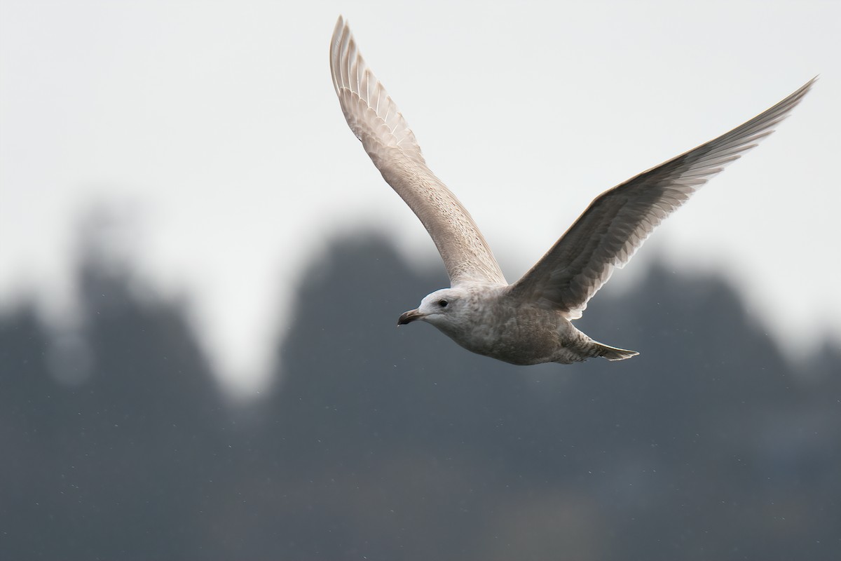 Glaucous-winged Gull - ML432416111