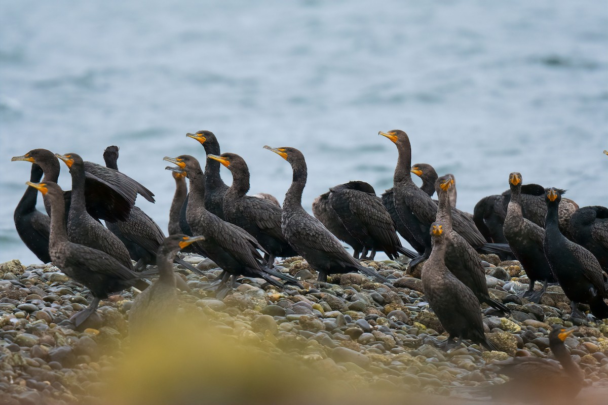 Cormoran à aigrettes - ML432416261