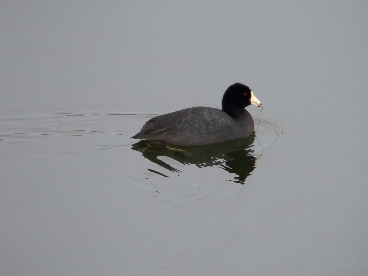 American Coot - ML432418251