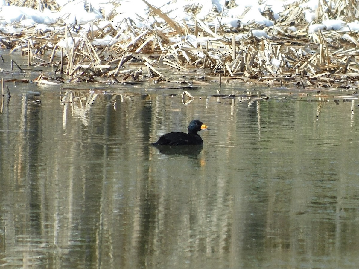 Black Scoter - Brian Johnstone