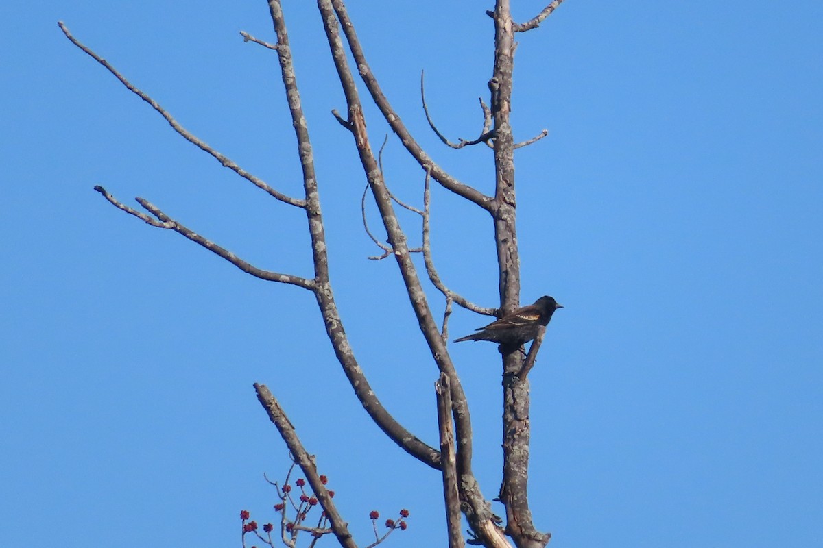 Red-winged Blackbird - ML432420111