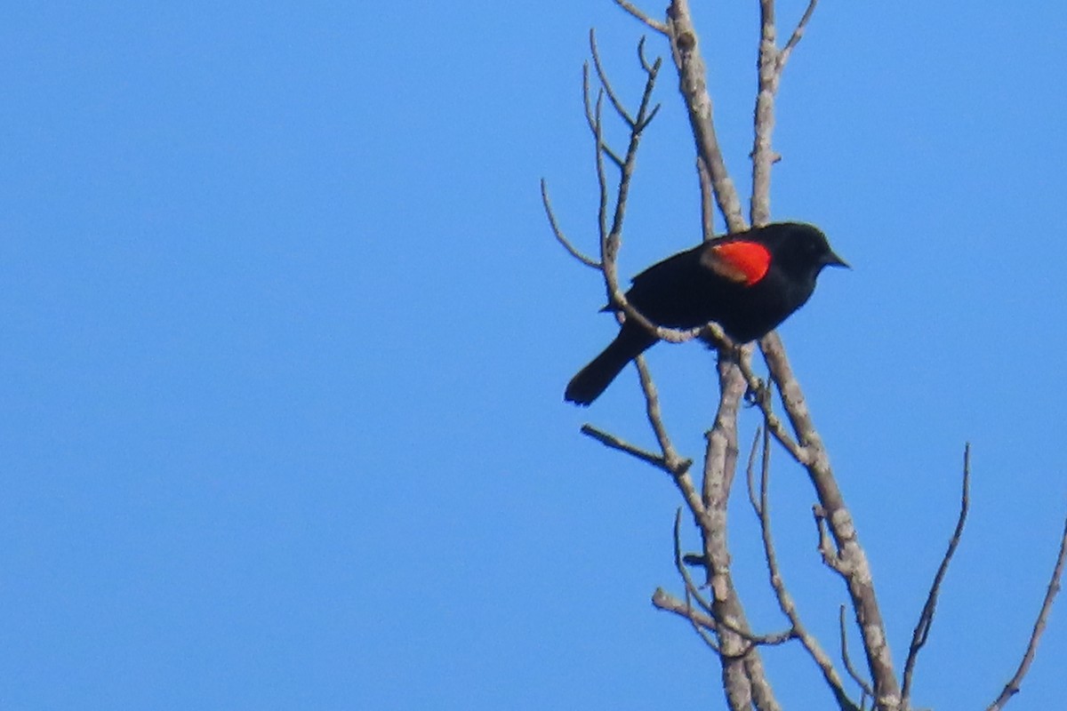 Red-winged Blackbird - ML432420121