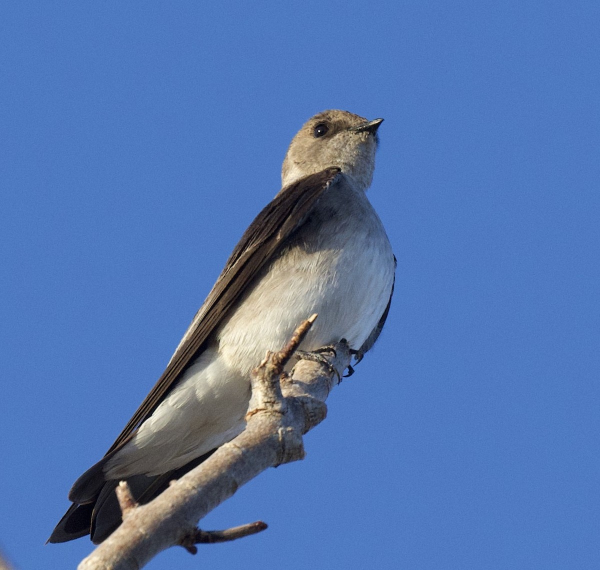 Northern Rough-winged Swallow - ML432420581