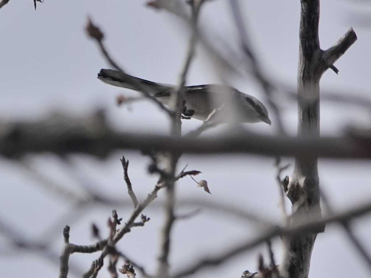 Northern Shrike - ML432421131
